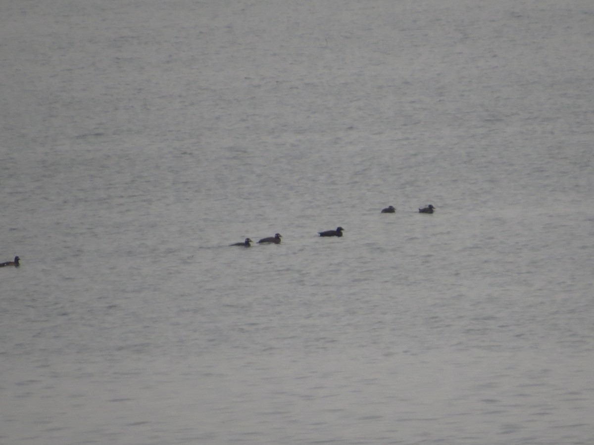 White-winged Scoter - ML189700111