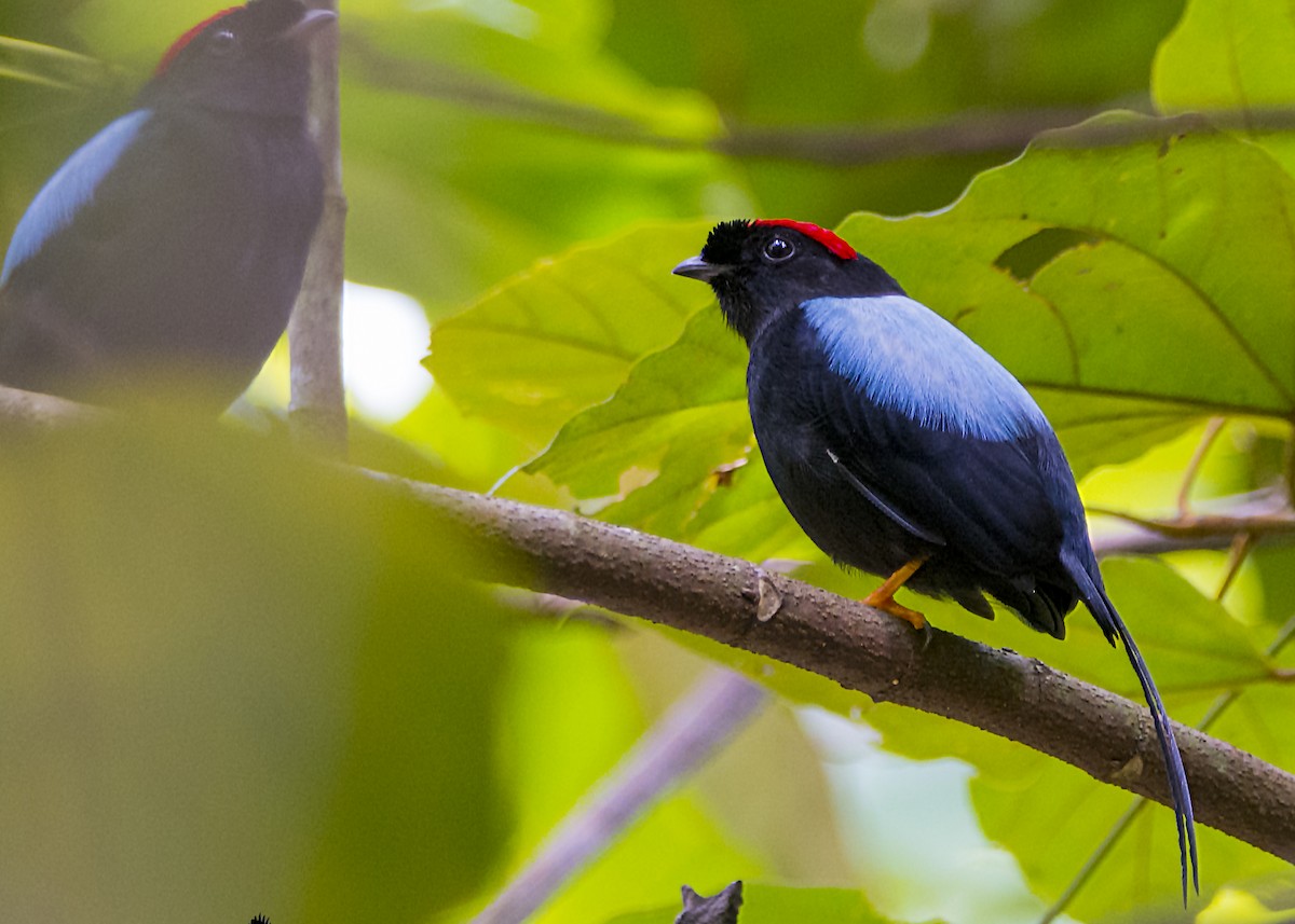 Long-tailed Manakin - ML189700201