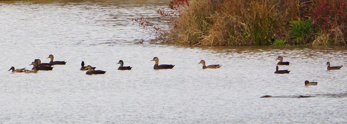 Canard noir - ML189700231