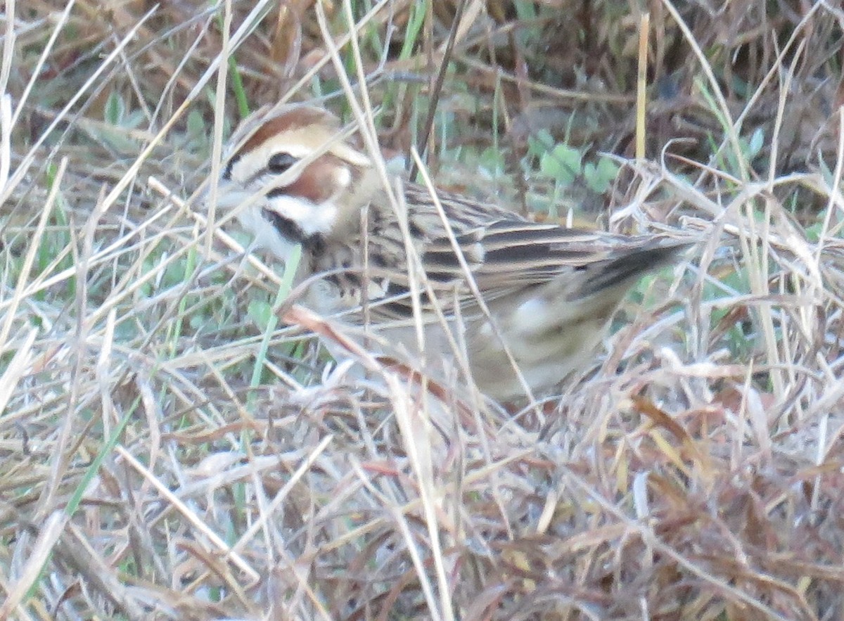 Lark Sparrow - Bill Wright_cc