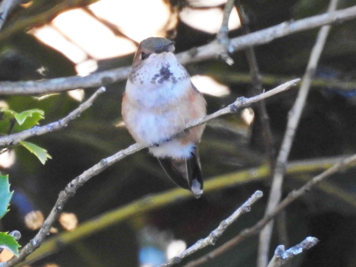 Rufous Hummingbird - Donna Haynes