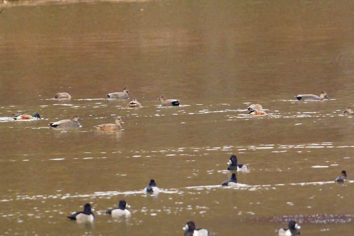 Northern Shoveler - ML189701951