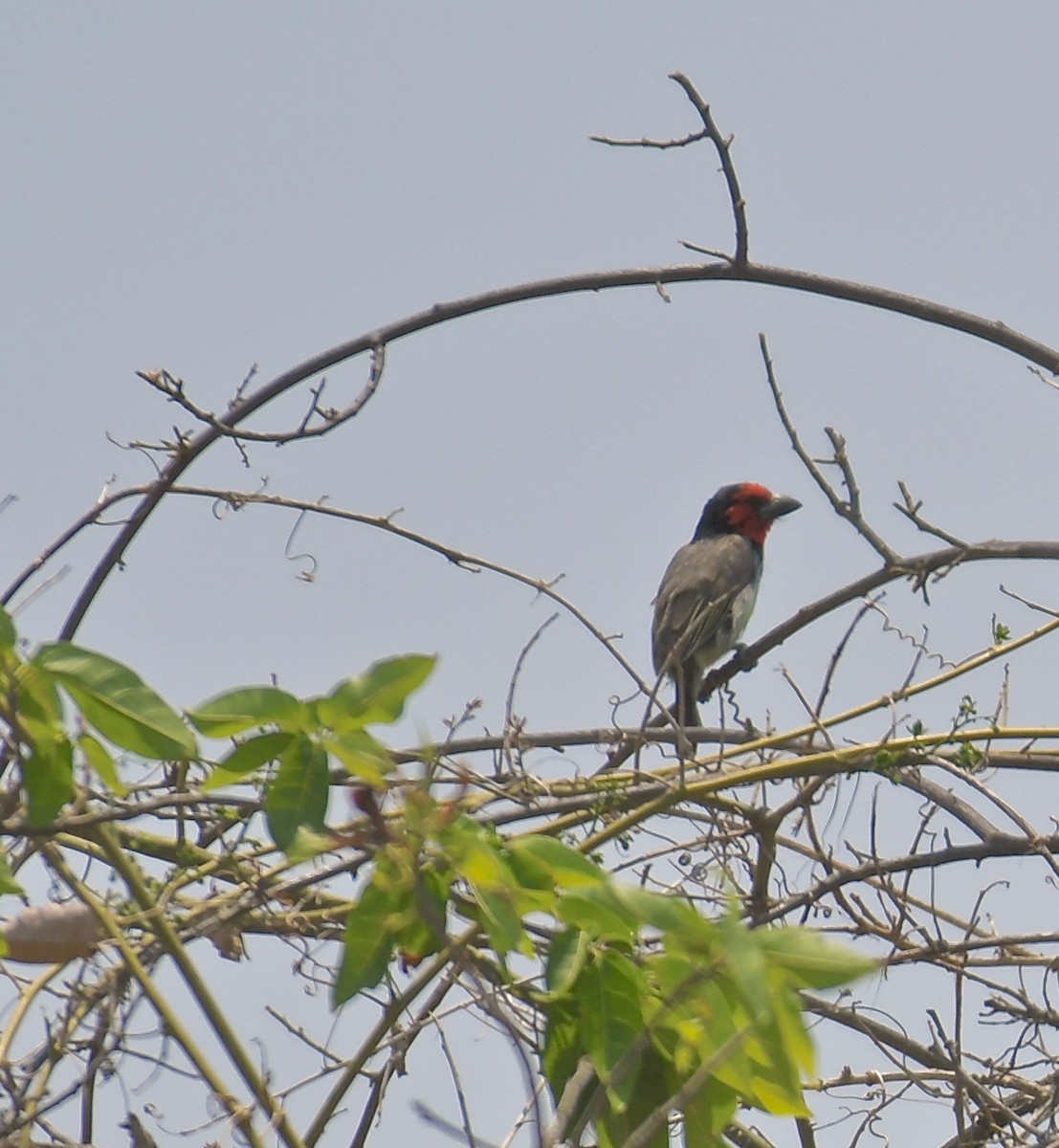 Black-collared Barbet - ML189703471