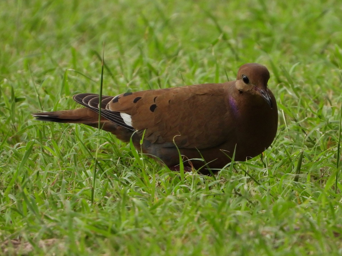 Zenaida Dove - Ron Furnish