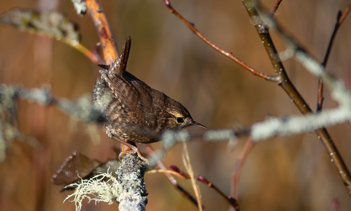 Winter Wren - Chris Wood