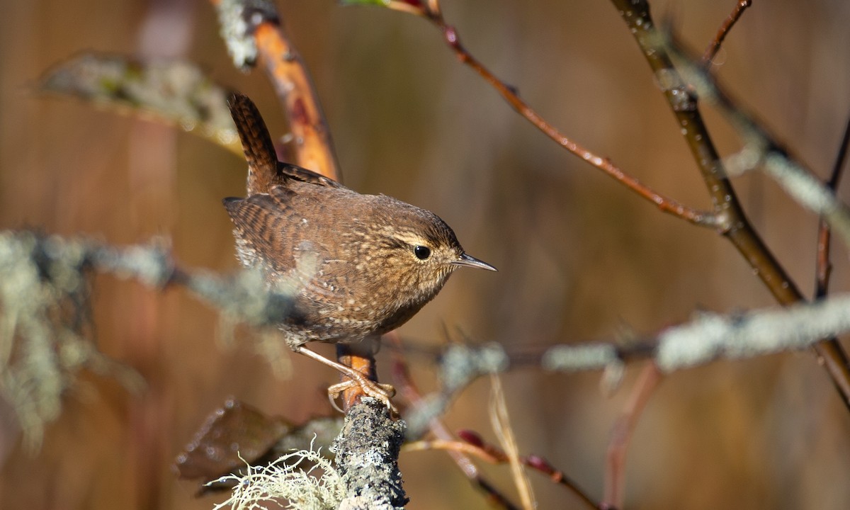 Winter Wren - Chris Wood