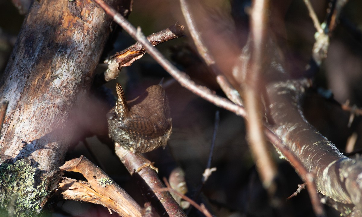 Winter Wren - ML189705711