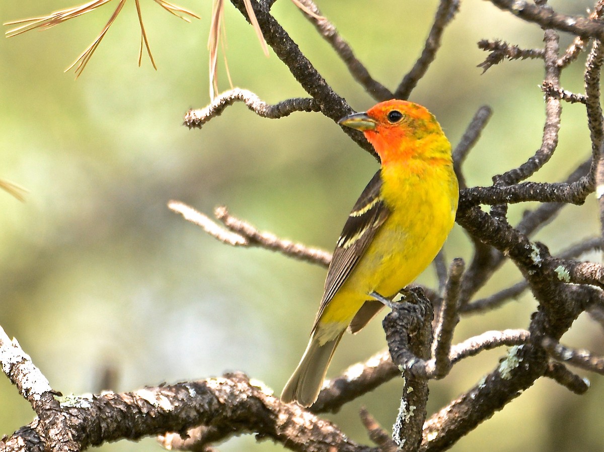 Western Tanager - Alan Van Norman