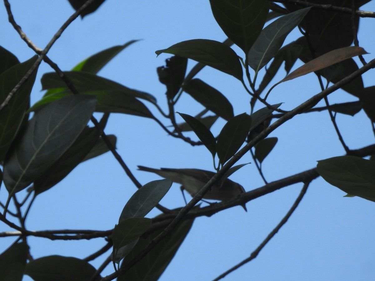 Green Warbler - PRIYA  AV