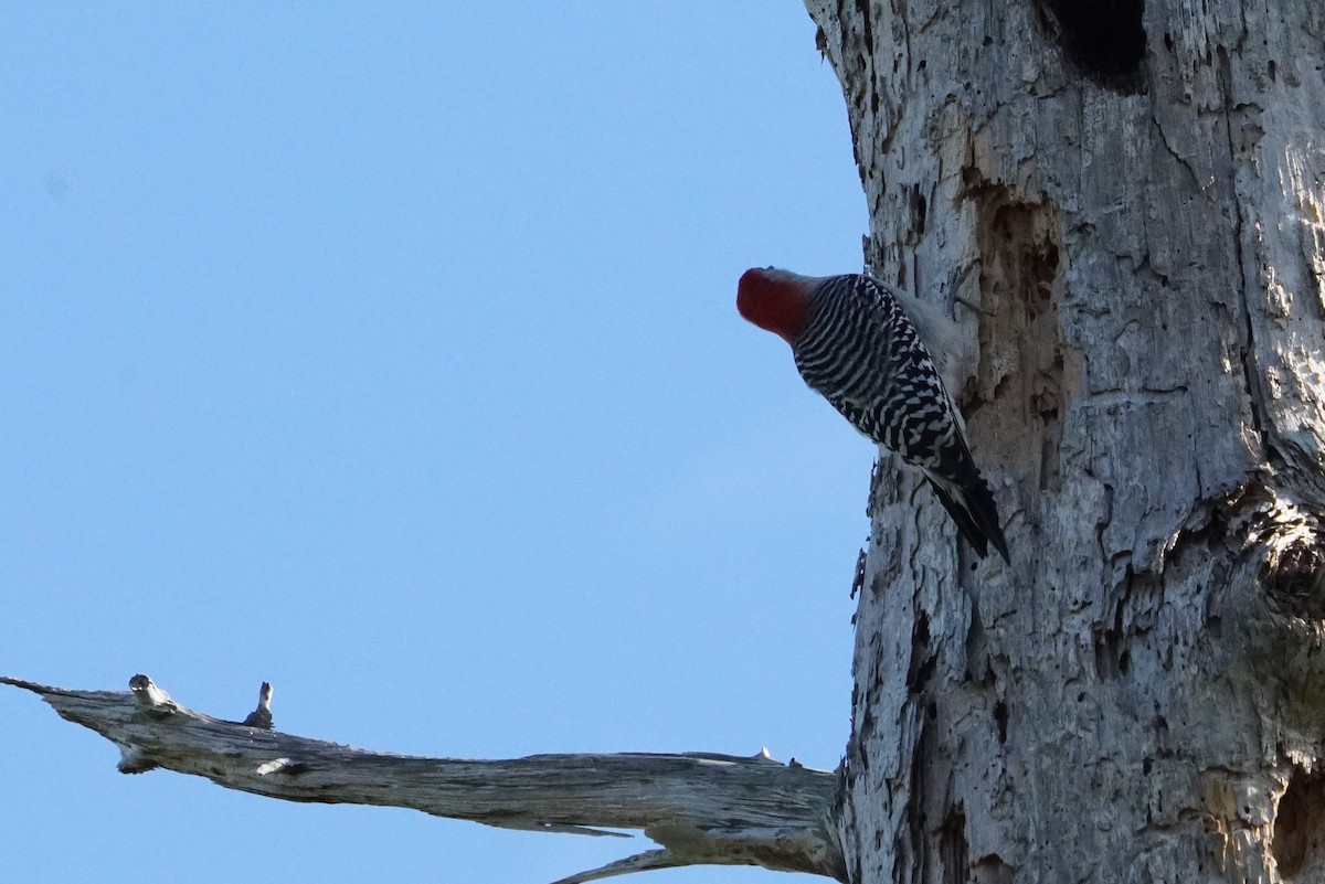 Red-bellied Woodpecker - Joseph Cooney