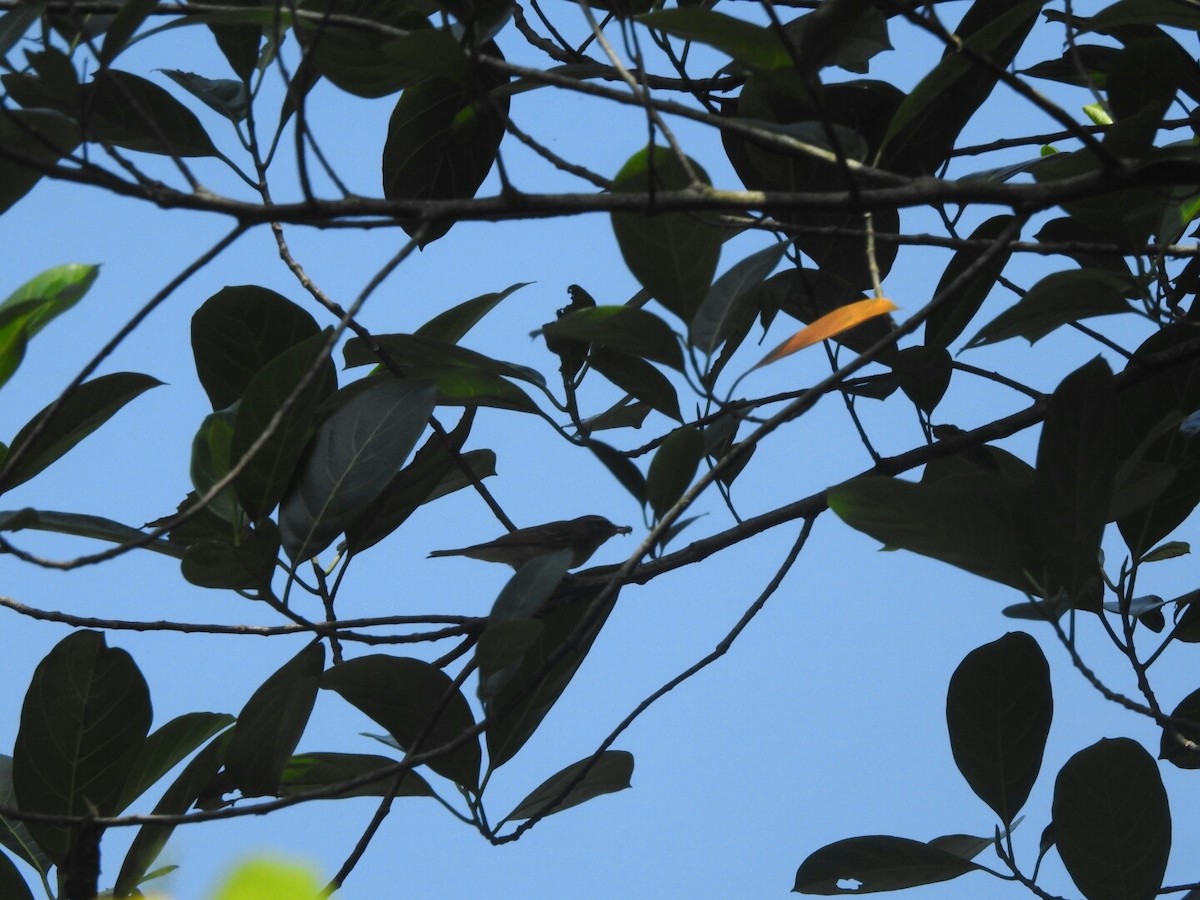 Green Warbler - PRIYA  AV