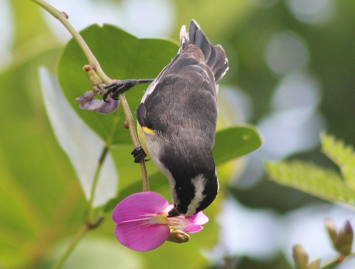 Bananaquit - ML189711961