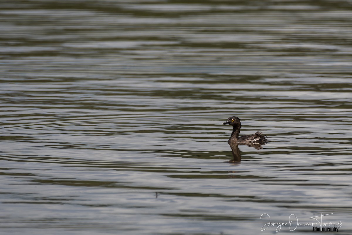 Least Grebe - Jorge Omar Torres