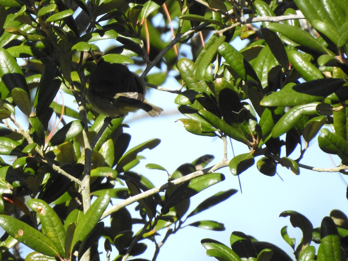 Orange-crowned Warbler - Bill Stanley