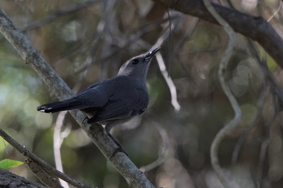 Gray Catbird - ML189714381