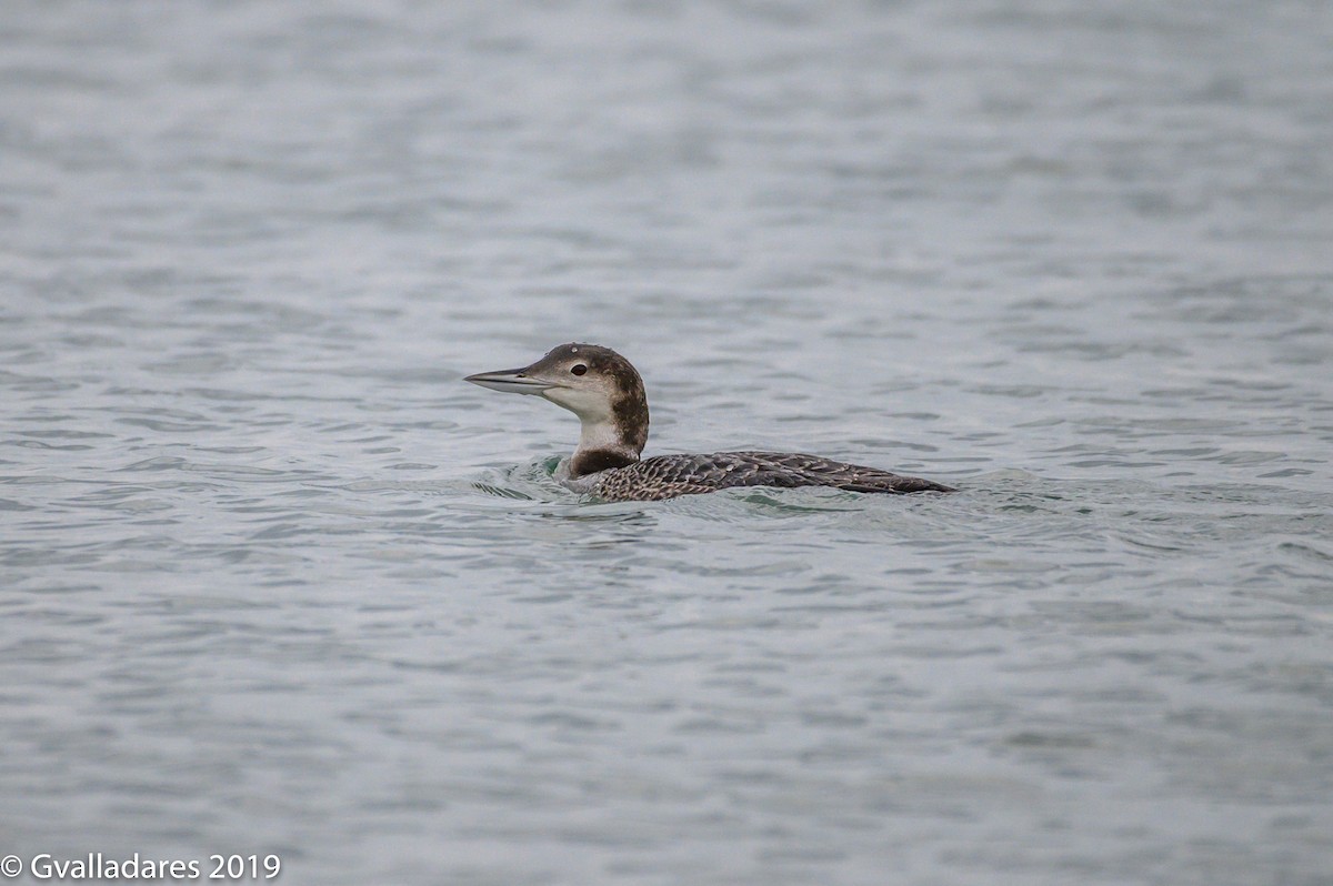 Common Loon - George Valladares