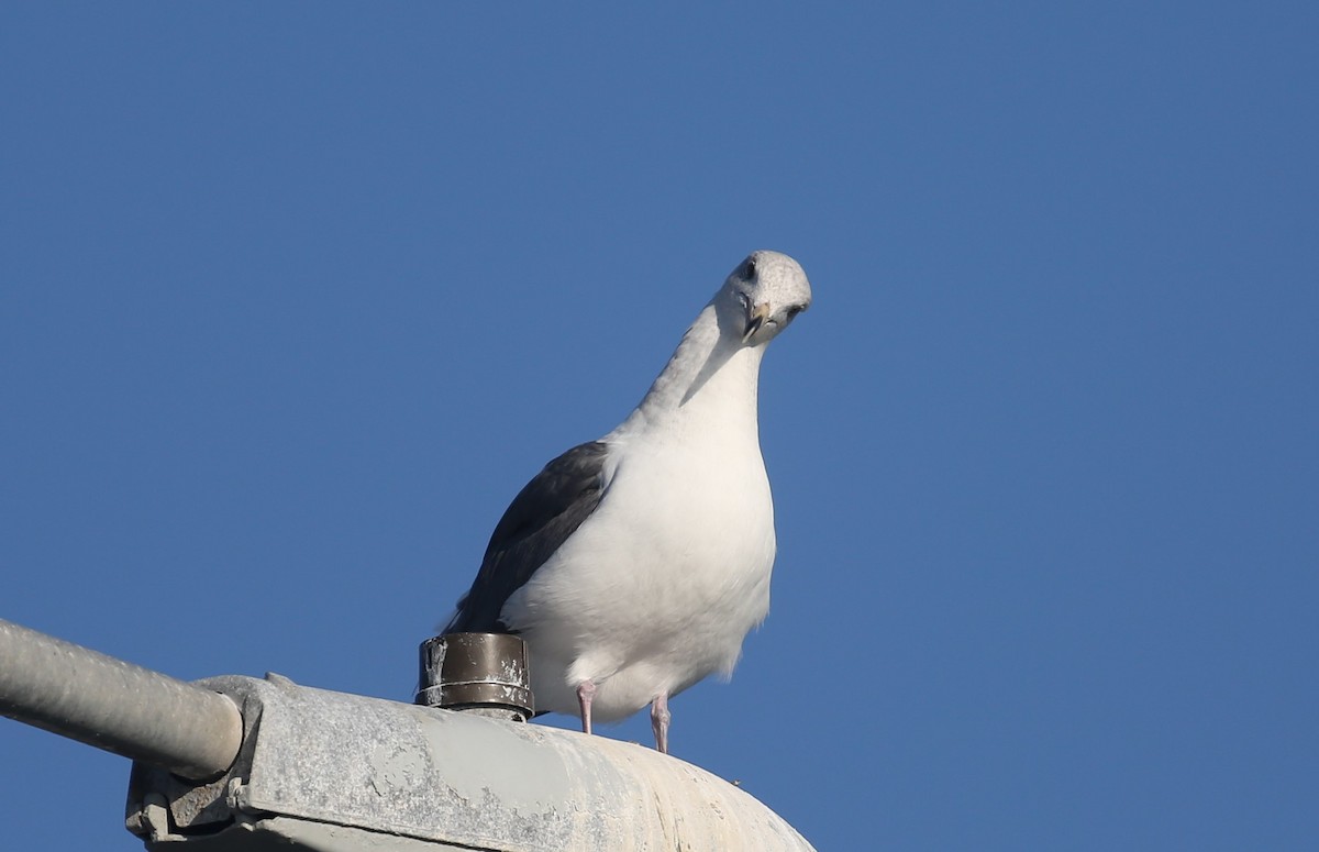 Western Gull - ML189718111