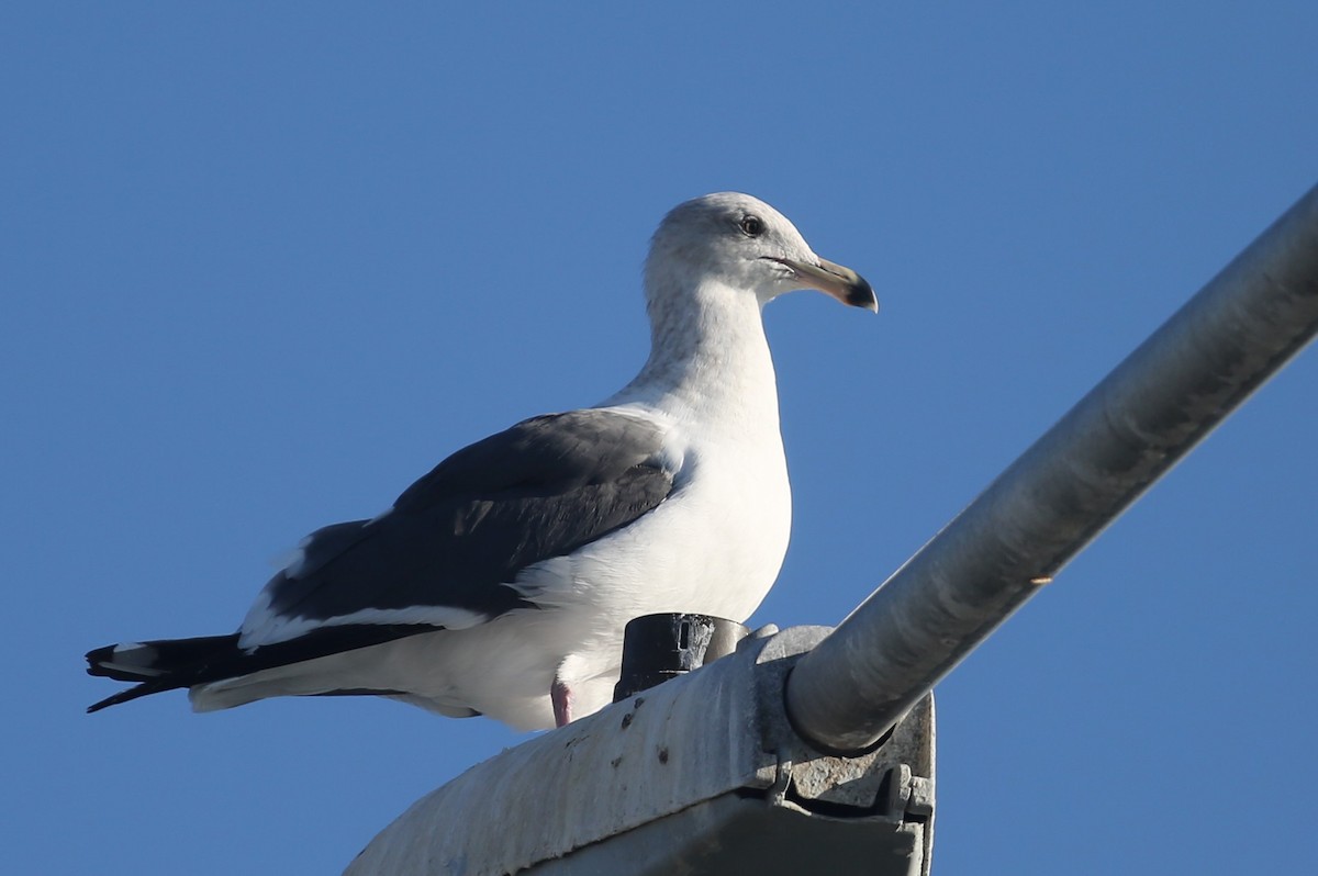 Western Gull - ML189718121