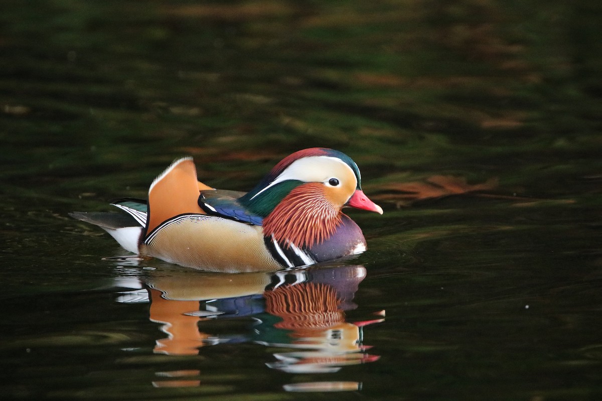 Mandarin Duck - ML189718411