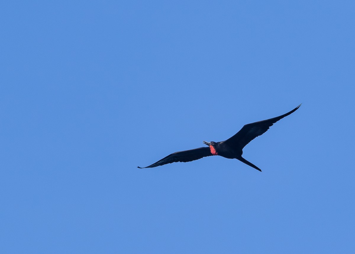 Magnificent Frigatebird - Jim Hoover