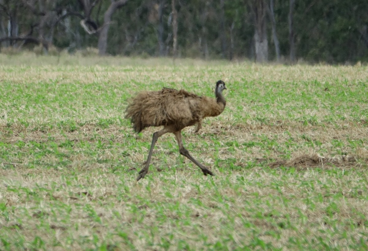 emu hnědý - ML189721861