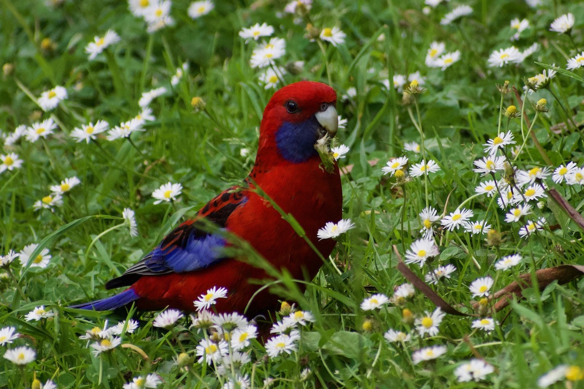 Crimson Rosella - ML189726031