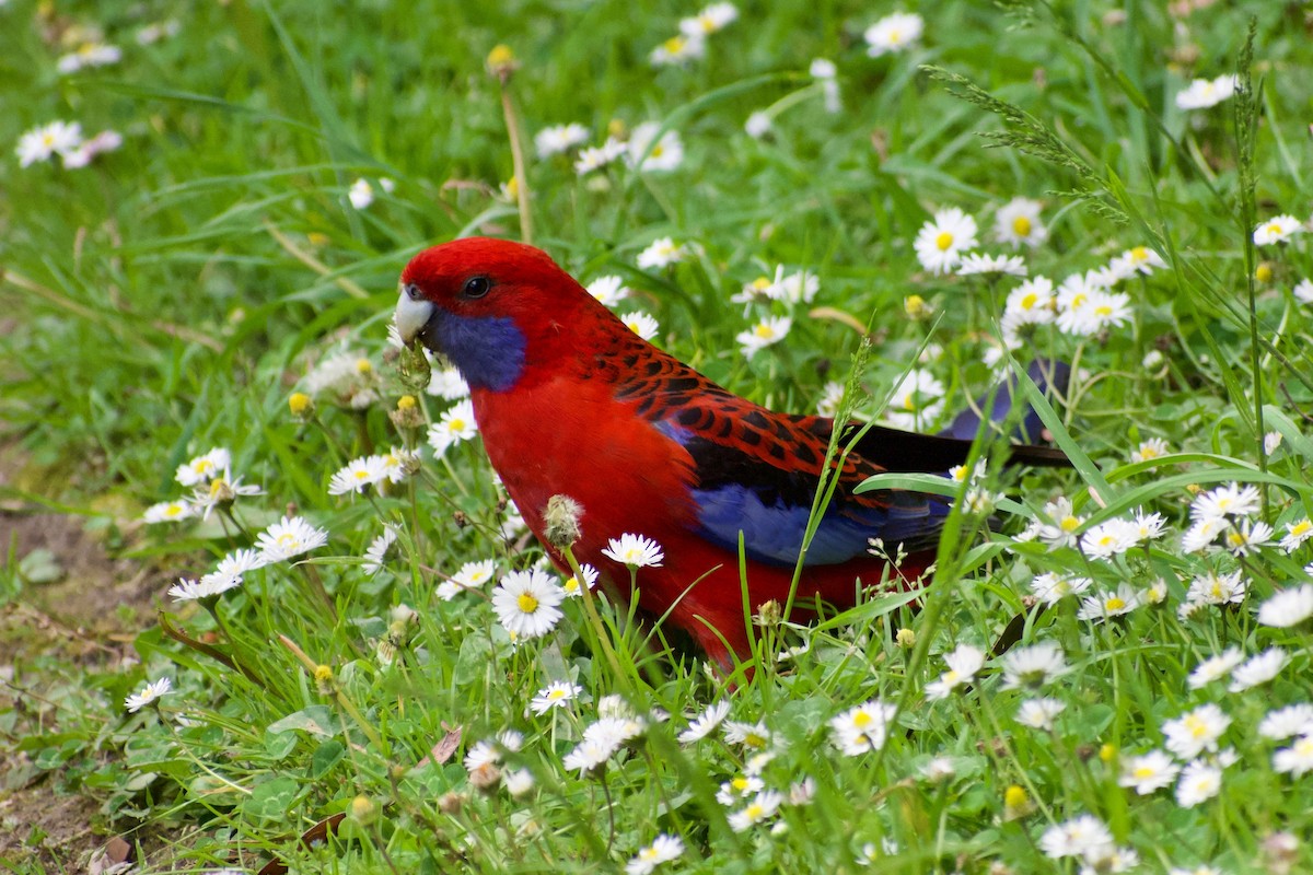 Crimson Rosella - ML189726041