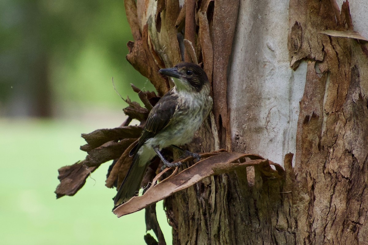 Gray Butcherbird - Lance Rathbone