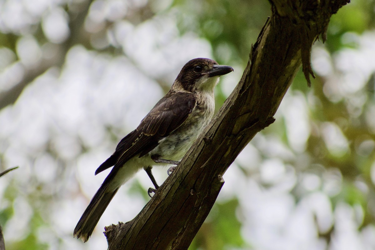 Gray Butcherbird - ML189726261