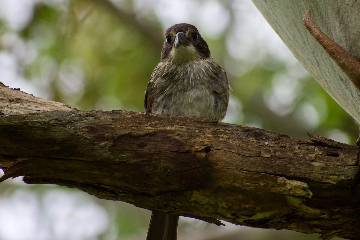 Gray Butcherbird - ML189726281