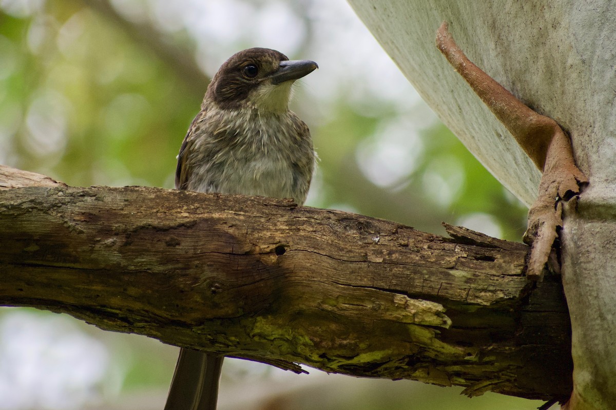 Gray Butcherbird - ML189726291