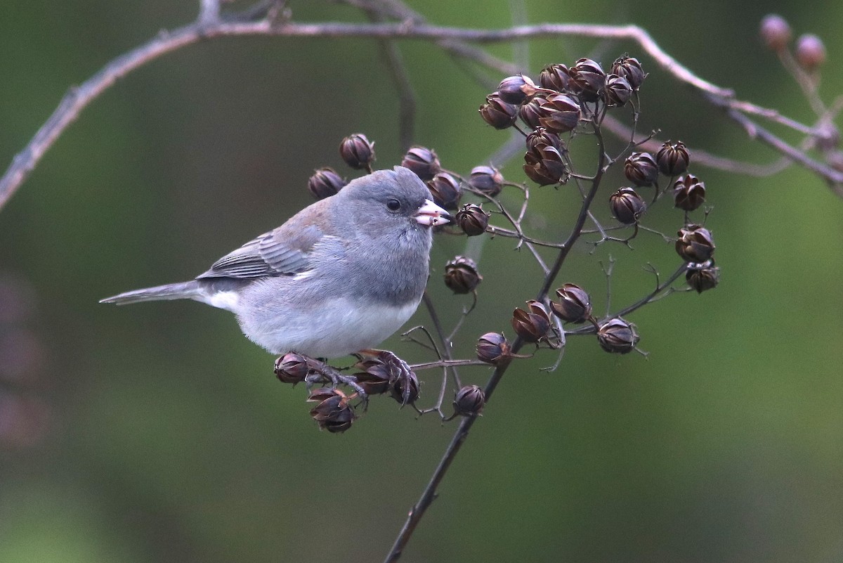 Junco Ojioscuro (hyemalis/carolinensis) - ML189726311