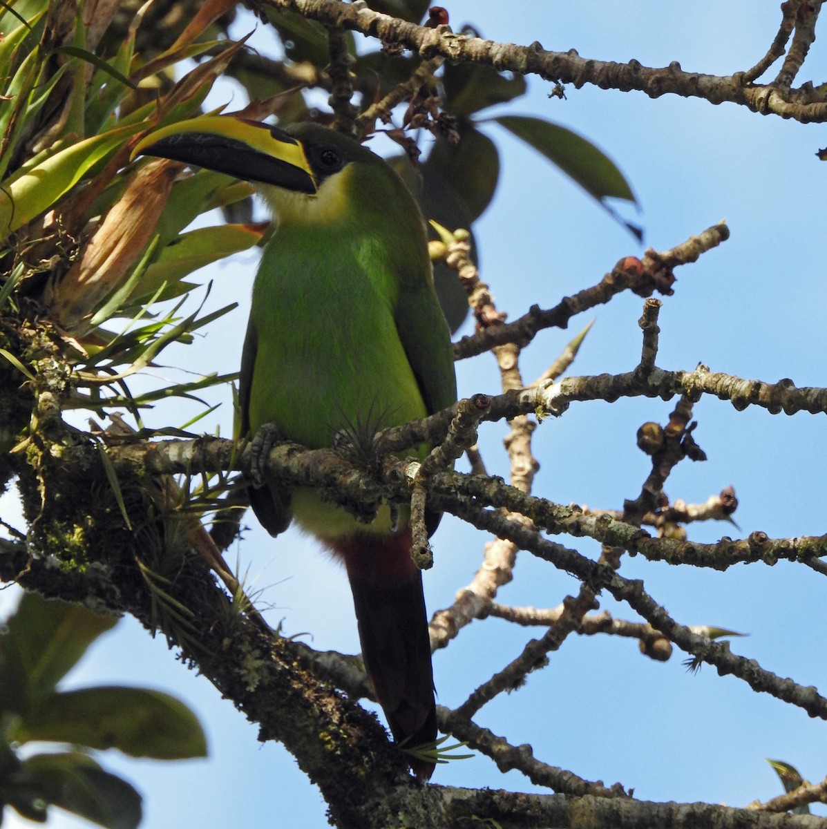 Northern Emerald-Toucanet - ML189726641