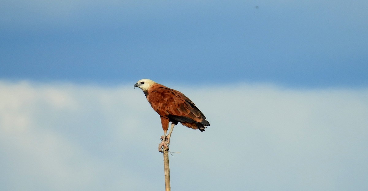 Black-collared Hawk - ML189727711