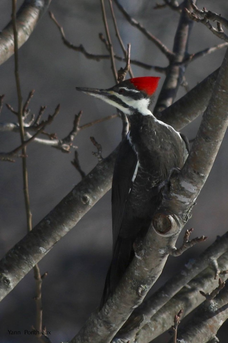 Pileated Woodpecker - ML189729861