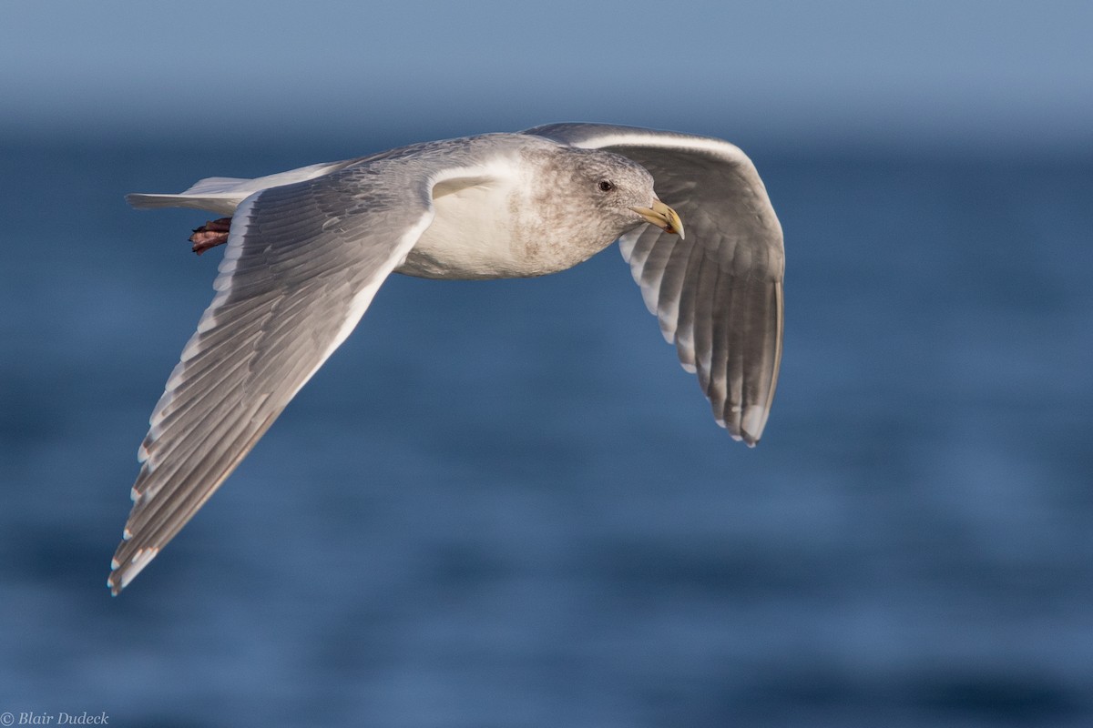 Glaucous-winged Gull - ML189731481