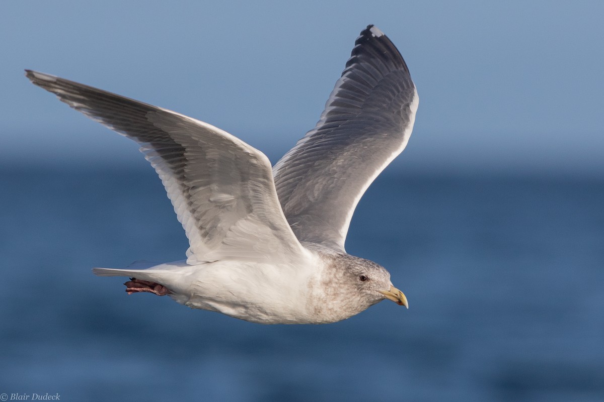 Glaucous-winged Gull - ML189731501