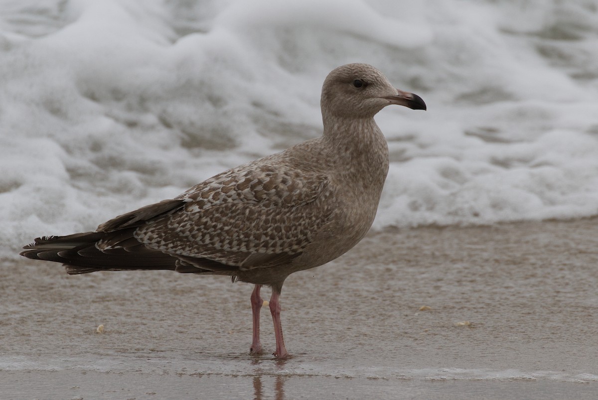 Herring Gull - ML189731531