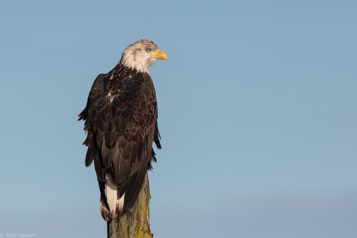 Bald Eagle - Blair Dudeck