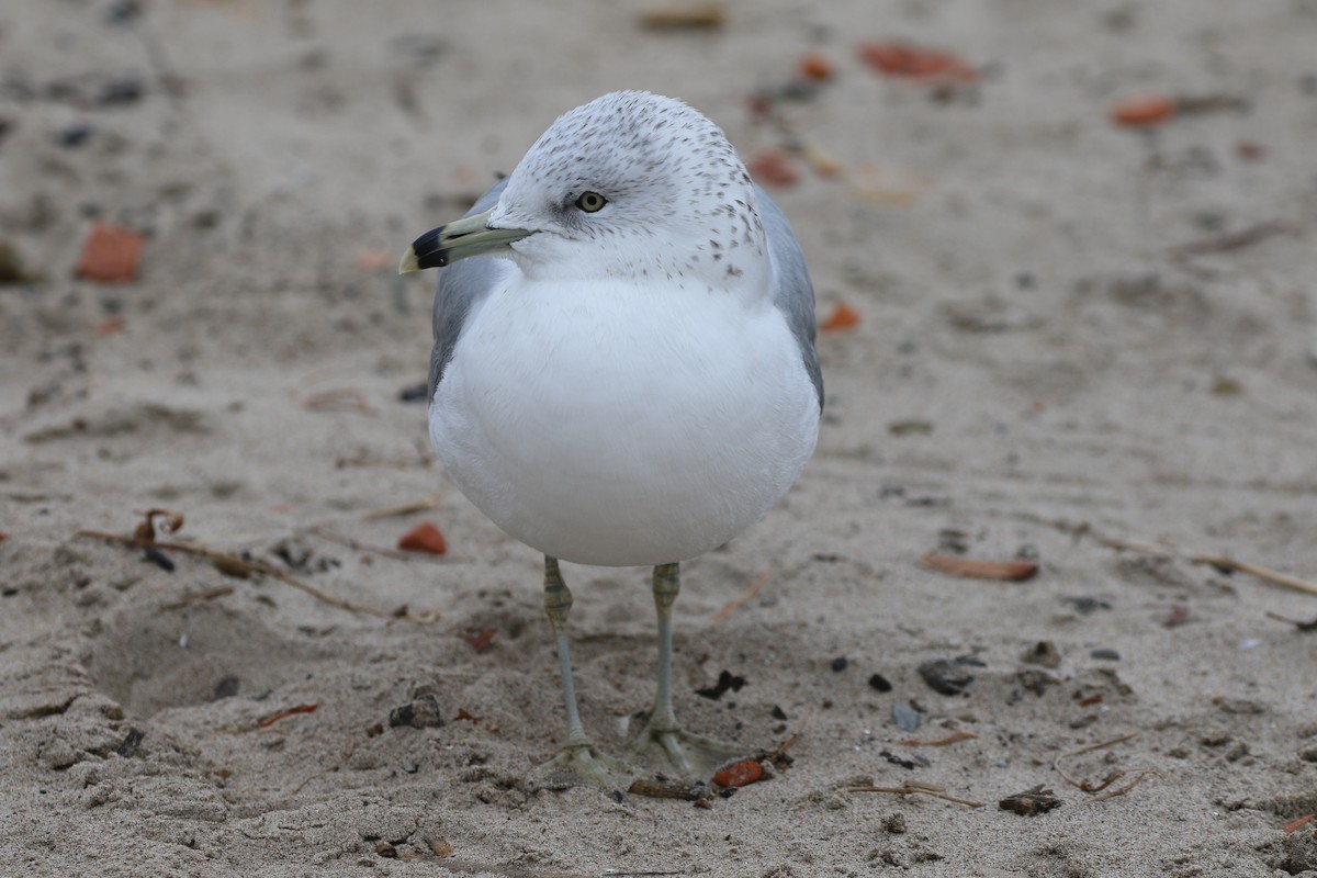 Ring-billed Gull - ML189732451