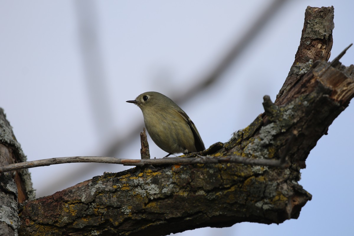 Ruby-crowned Kinglet - Gord Watts