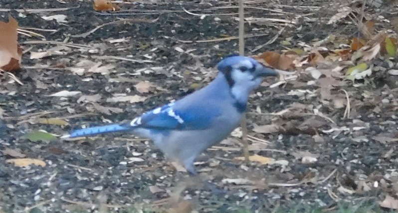 Blue Jay - ML189733781