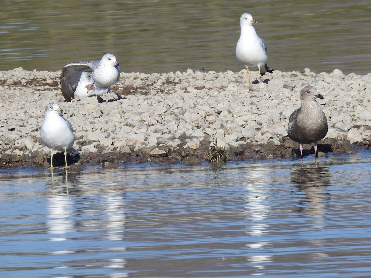 Herring Gull - Brian Johnson