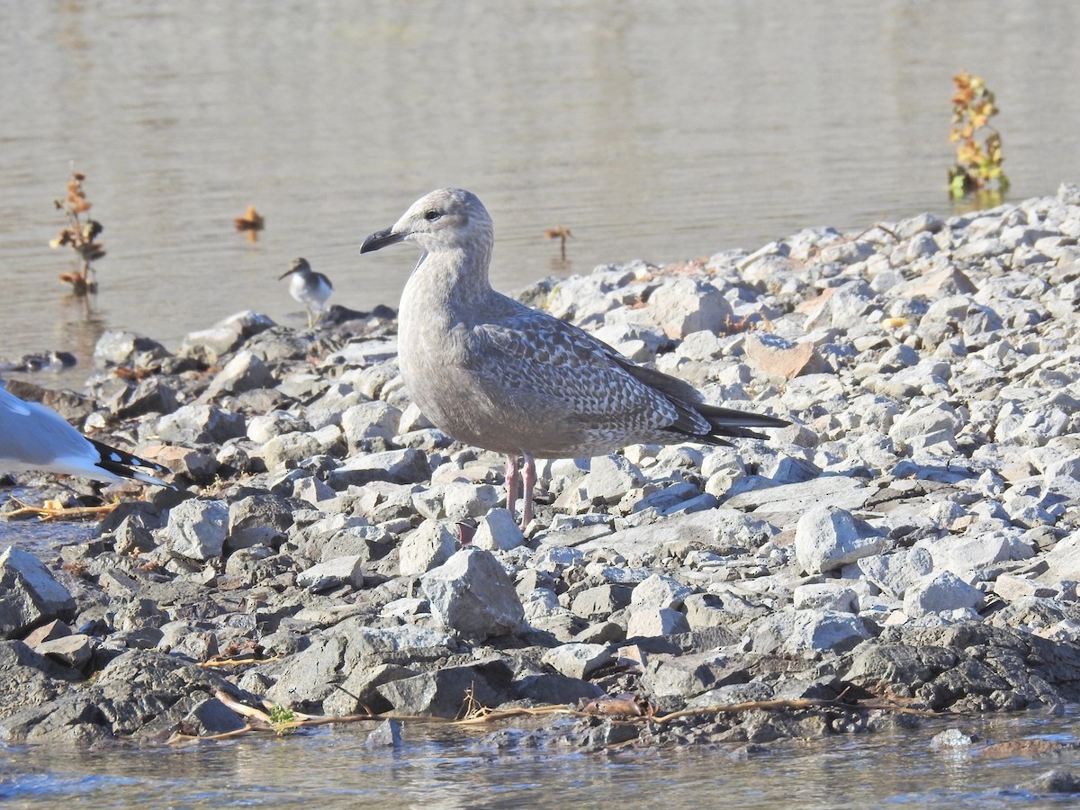 Herring Gull - Brian Johnson