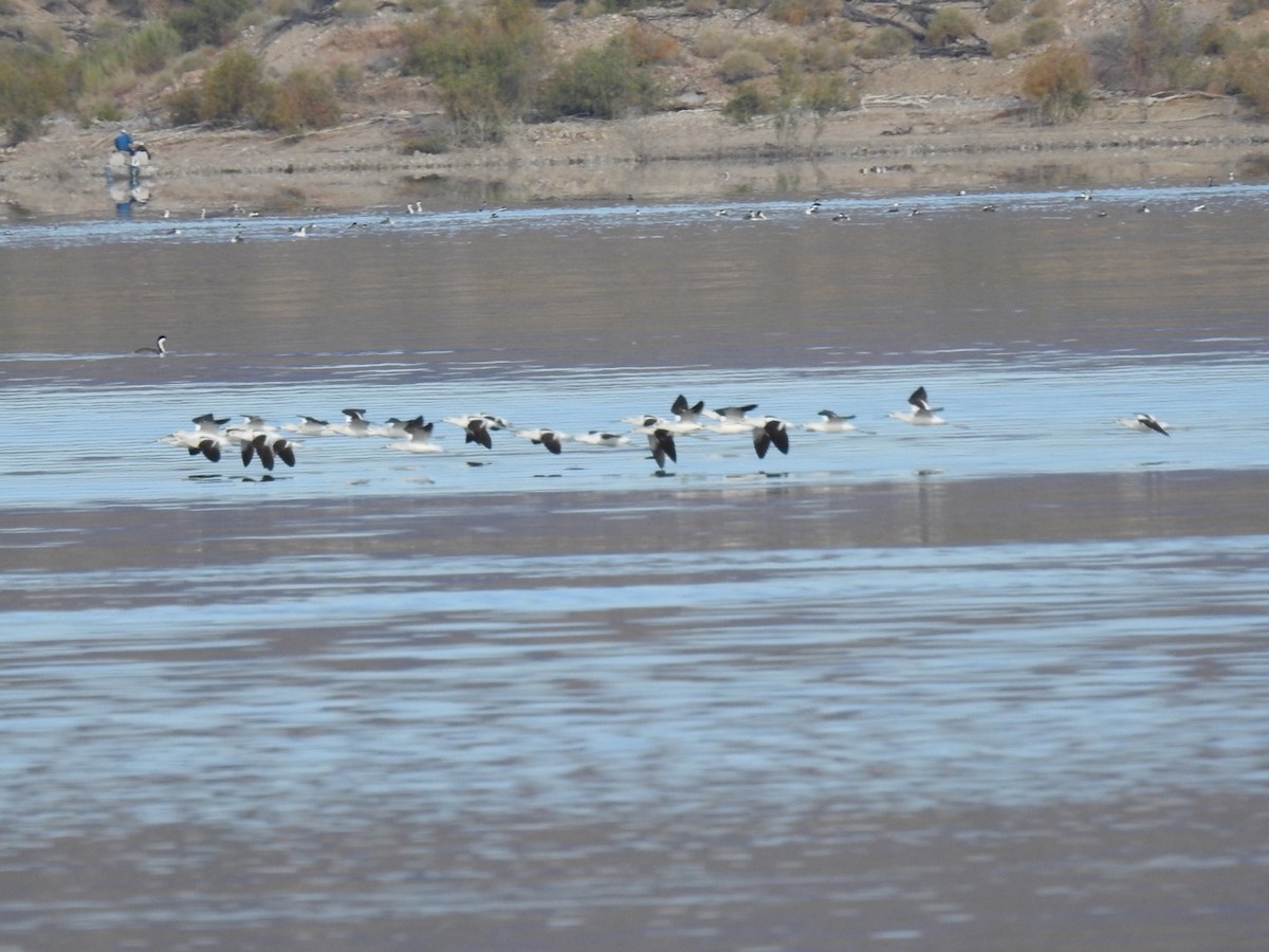 American Avocet - ML189734771