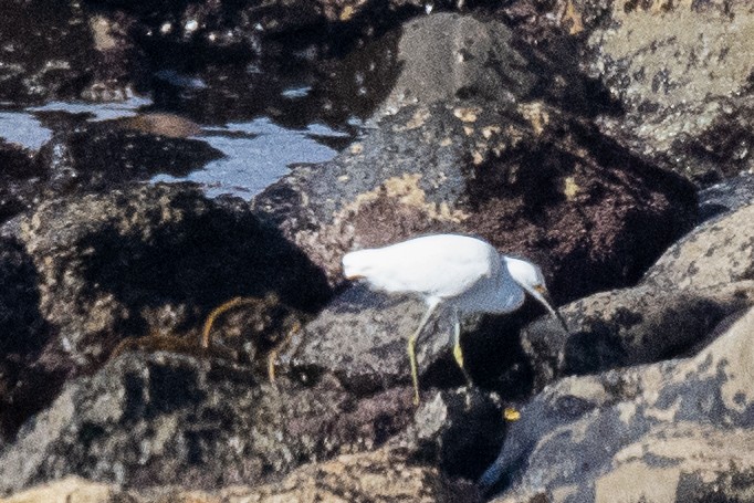 Snowy Egret - ML189735031