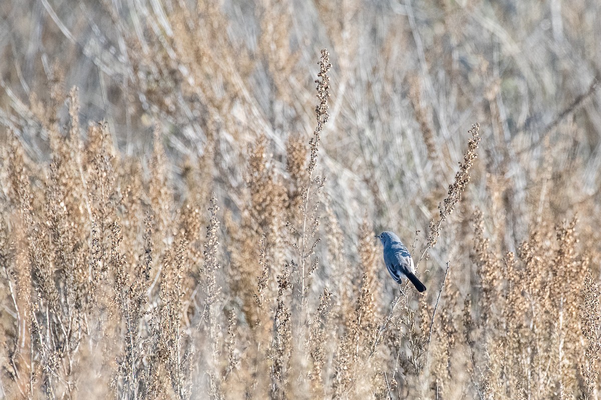 Blue-gray Gnatcatcher - ML189735241