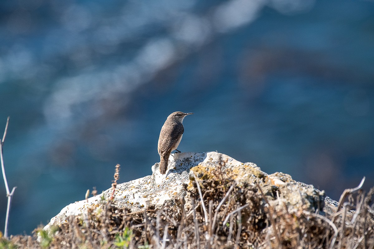 Rock Wren - ML189735281