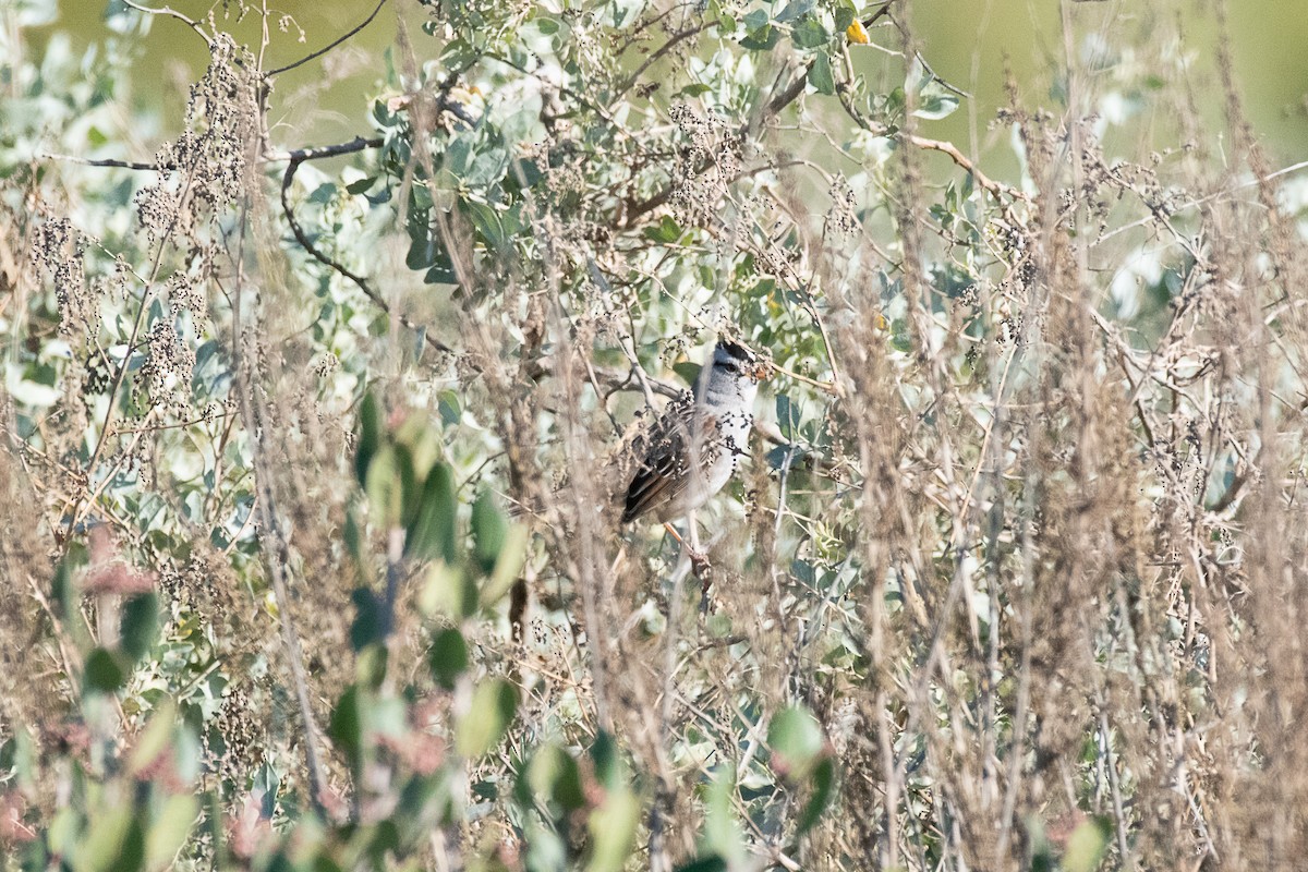 White-crowned Sparrow - ML189735361