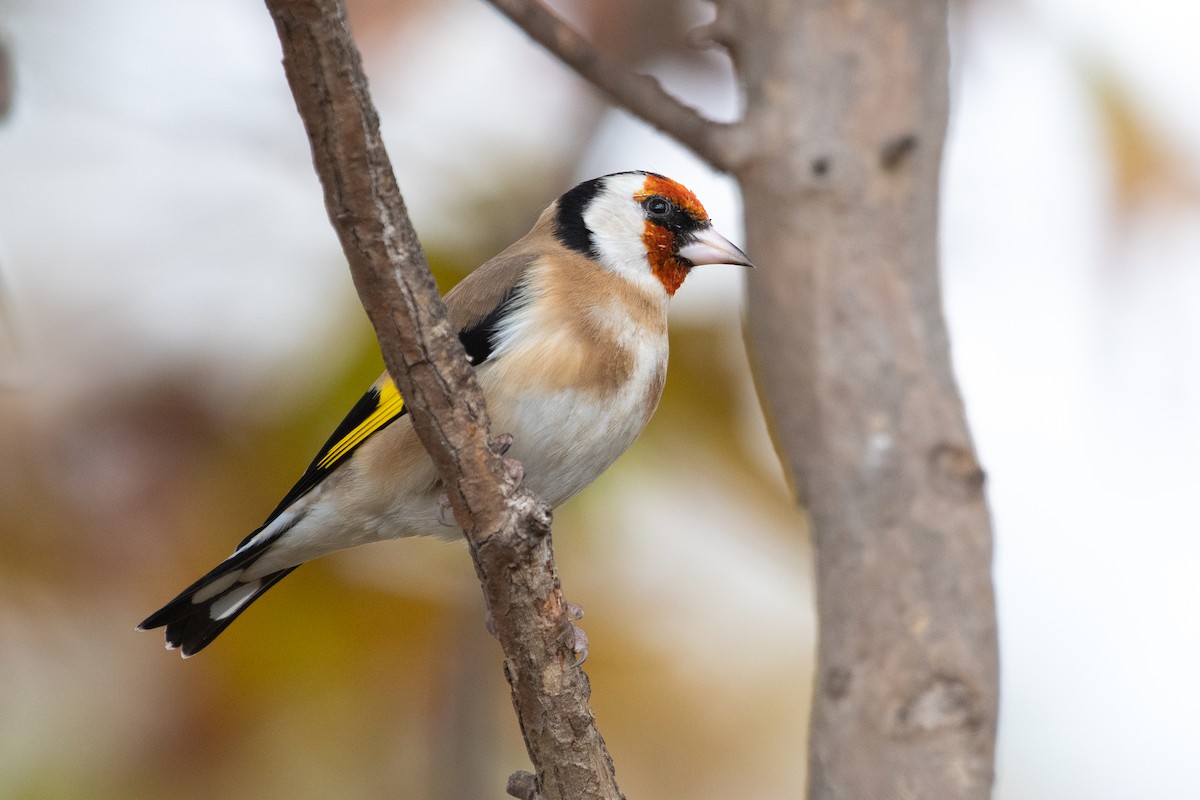 European Goldfinch - ML189735401